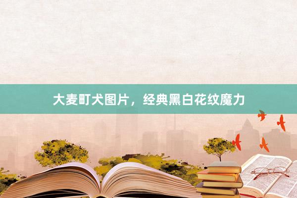 大麦町犬图片，经典黑白花纹魔力